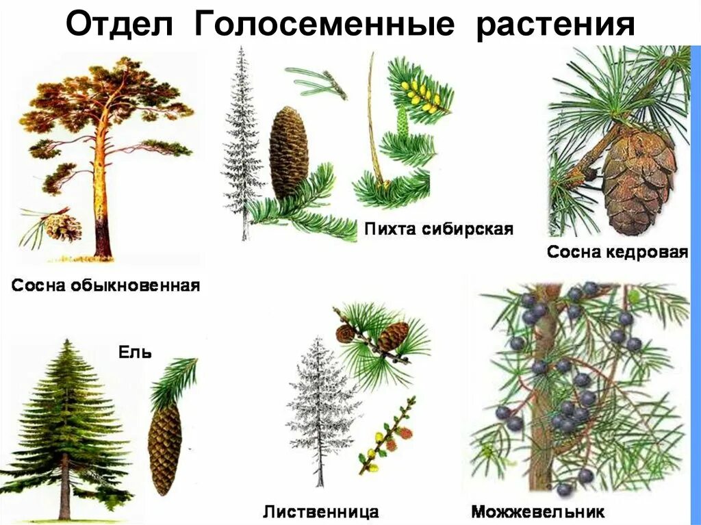 Характерные признаки хвойных. Тисс голосеменное. Представители хвойных голосеменных растений. Отдел Голосеменные класс хвойные. Ель пихта сосна кедр лиственница.