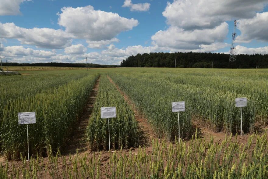 Круги на полях 2021. День поля рязанской области 2021. Уилтшир,,круги на полях. Круги на полях июль 2022. Поле 2021 год.