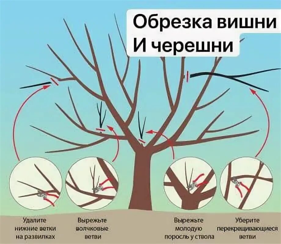 Как обрезать вишню после сбора урожая. Как обрезать черешню. когда обрезать черешню. обрезка вишни зимой в феврале. надо ли обрезать черешню летом после сбора урожая.