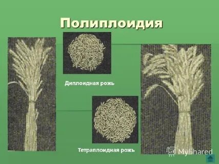 Диплоидные растения