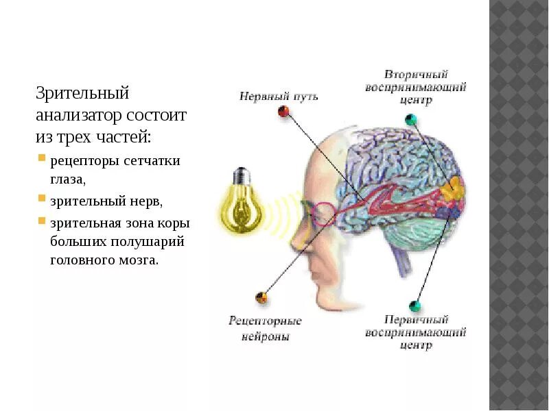 Анализатор состоит из рецепторов и проводящих. Анализатор состоит из. Анализатор состоит из трех частей. Зрительный анализатор состоит из трех частей. Рецепторы анализаторов.