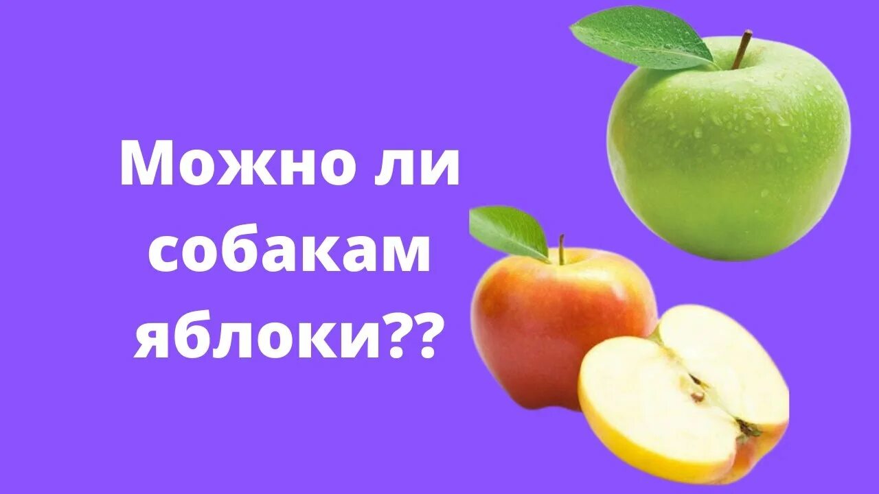 Можно давать яблоко щенку. Можно ли давать Шпицу яблоки. Можно ли шпицам яблоко. Можно ли шпицам есть яблоко.