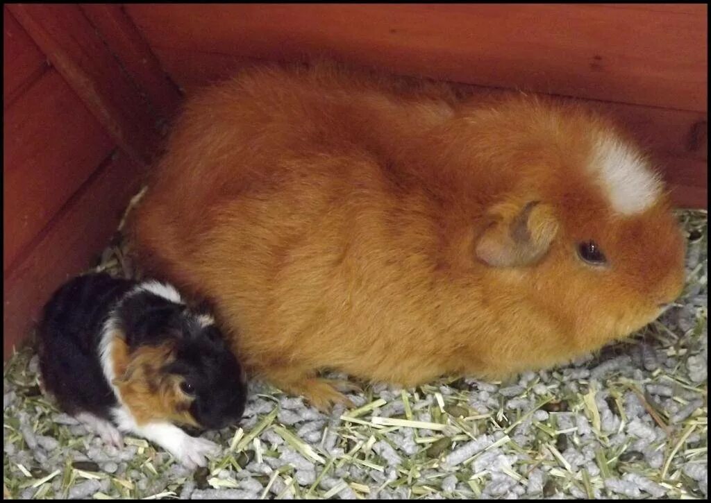 Сено для морских свинок сады. Морская свинка в домашних условиях. Домашняя ферма для морских свинок. Морская свинка на руках. Домашних морских свинок.