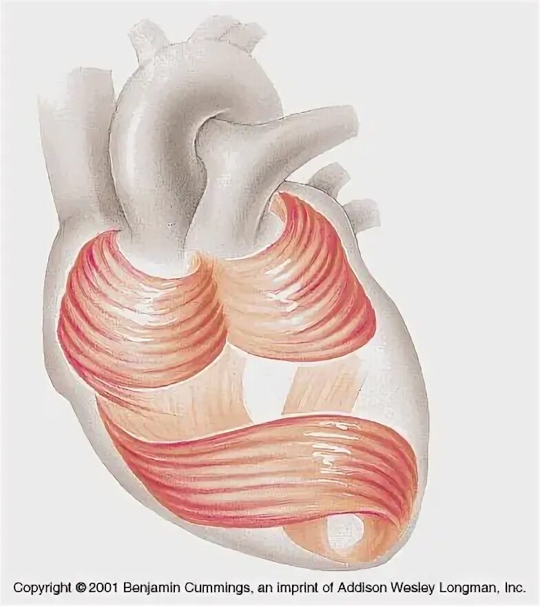 Поперечно полосатая мышечная ткань структура. Гладкомышечные клетки. Тип мышц в сердце. Гладкие мышцы сердца. 3 вида мышечной ткани.