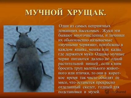 Опасны ли для человека жуки