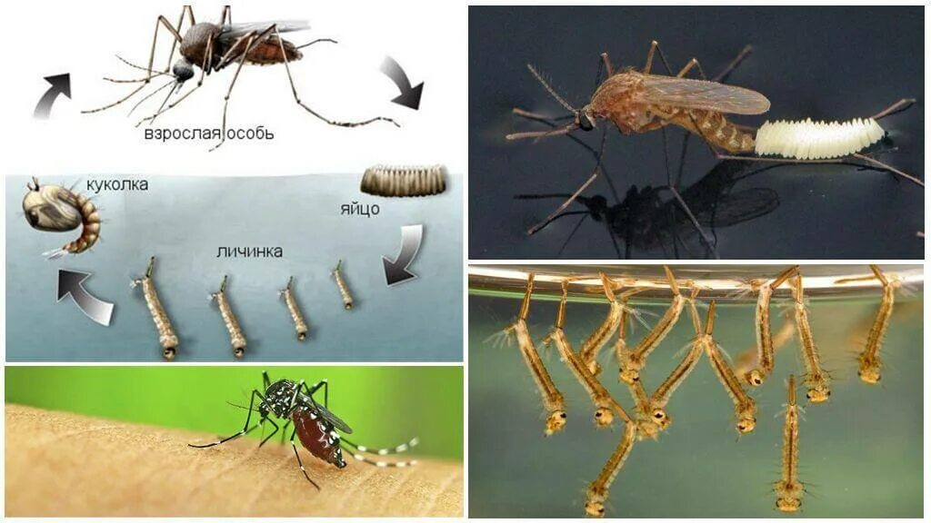 Стадия жизни насекомого. Жизненный цикл комара Пискуна. Обыкновенный Пискун комар жизненный цикл. Размножение комаров. Цикл размножения комаров.