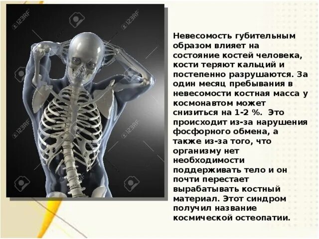 И молодые люди кости человека. Костная масса человека. Масса костей взрослого человека. Скелетная масса человека. Масса кости человека.