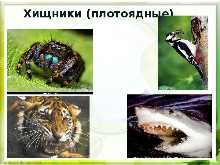 Пассивное питание животных. Питание животных. хищники это в биологии. хищники по типу питания. хищники организмы которые питаются.