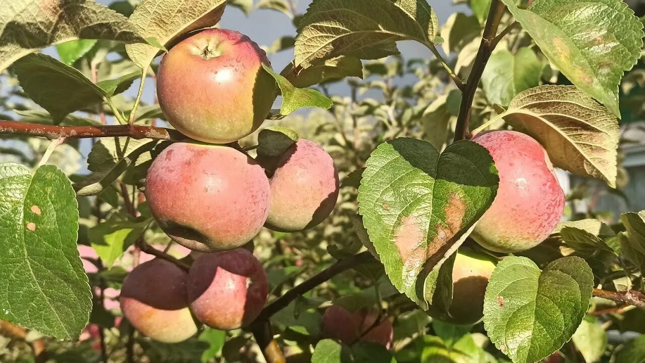 Яблоня Урожайное Сусова. Яблоня Московское зимнее. Яблоня Благовест. Яблоко Московское зимнее. Яблони московская область