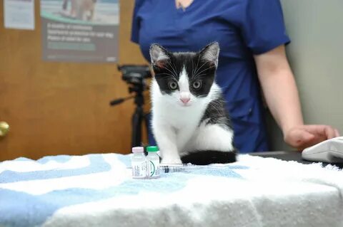 Вакцинация кота