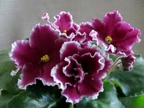 Морозная вишня. Сорт фиалки дикая вишня. Фиалка вишня. Фиалка см морозная вишня. Фиалка вишня.