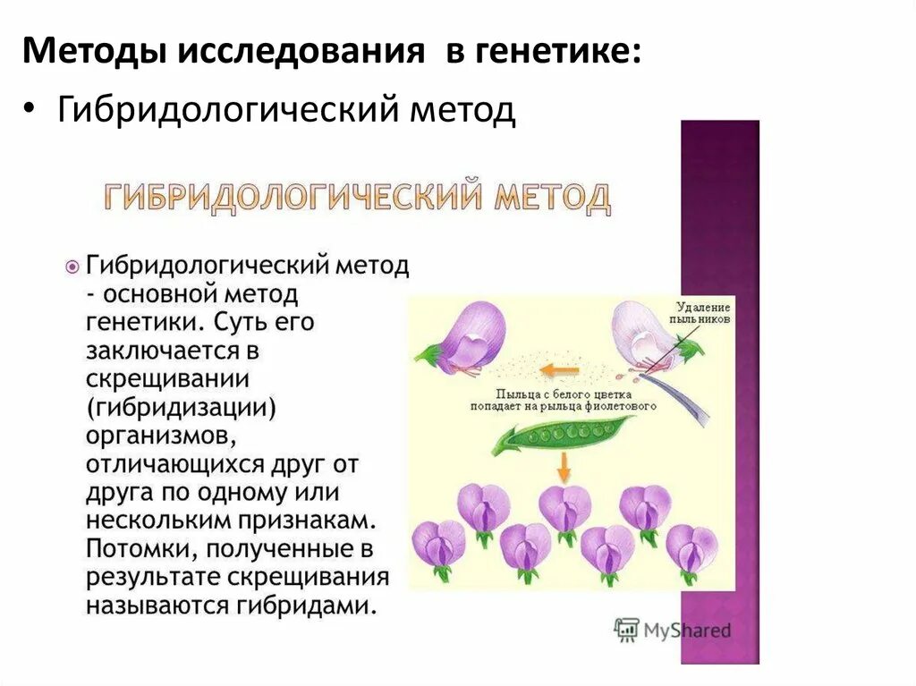 Гибридологический метод изучения исследования. Гибридологический метод скрещивания. Методы исследования в генетике. Гибридодогический метоб скрещиванич.