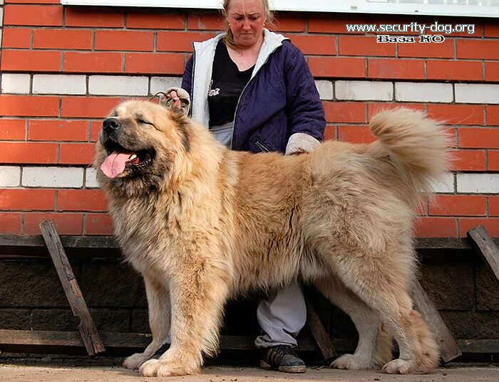 Кавказская. Северокавказская овчарка. Кавказский волкодав короткошерстный. Кавказская овчарка алмаз. Кавказская сторожевая овчарка.