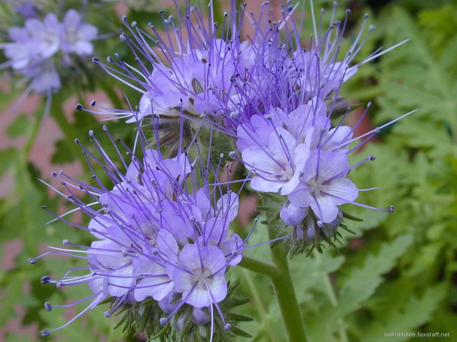 Фацелия пижмолистная. Фацелия пижмолистная Phacelia tanacetifolia. Фацелия медонос. Фацелия серебристая.