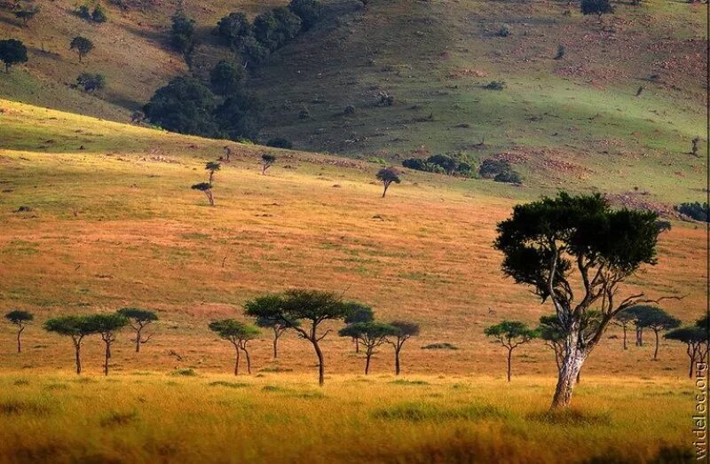 Africa grows. ЮАР Дикая Саванна. Национальный парк Гарамба. Зимбабве Саванна. Саванны Южной Америки.