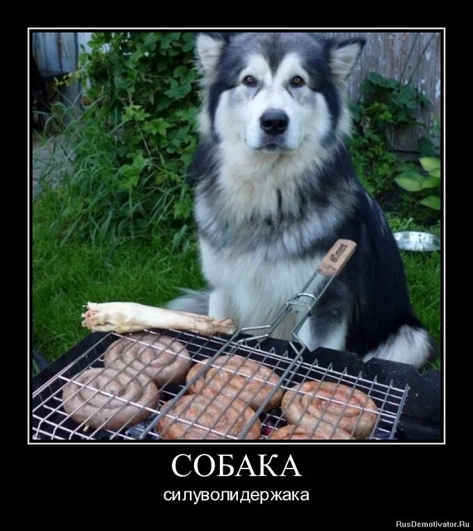 демотиваторы собаками. демотиваторы собаками. демотиваторы собаки прикольные. собака демотивака. демотиваторы собаками.