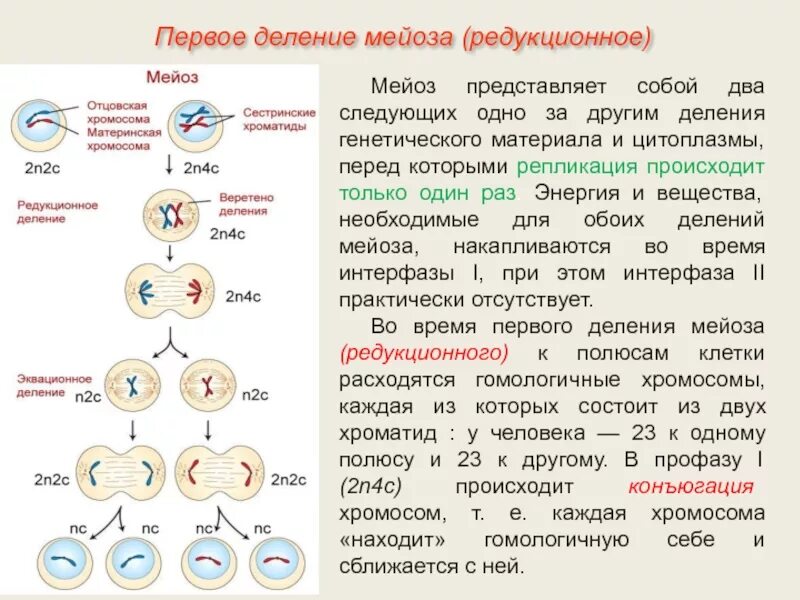 Мейоз схема редукционное и эквационное деление. Мейоз 2 эквационное деление. Последовательные фазы мейоза. Мейоз 1 редукционное таблица. Набор хромосом материнской клетки мейоз