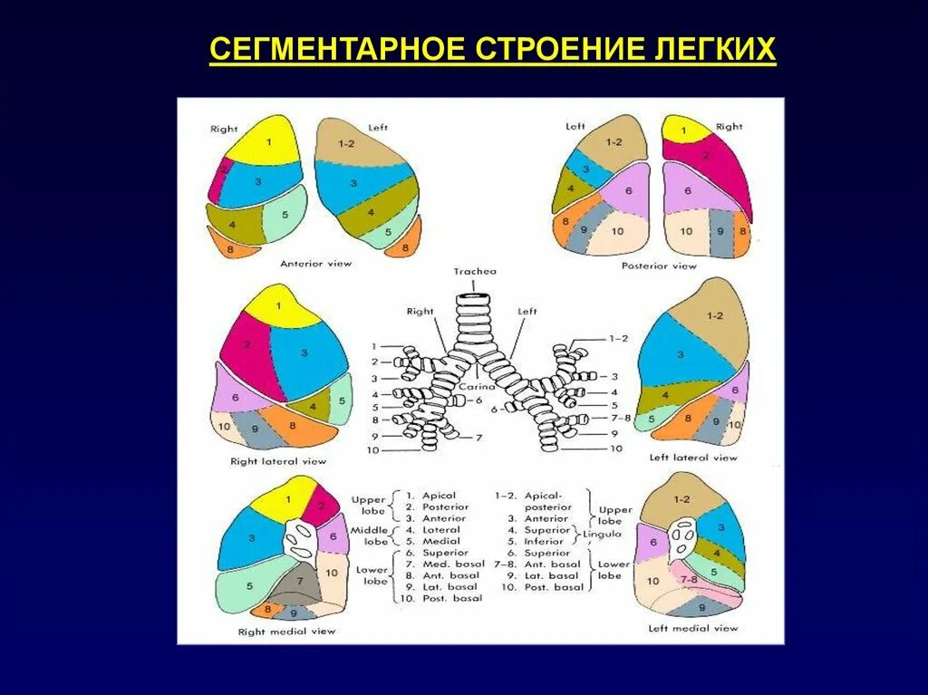 5 сегментов легкого. Строение лёгкого сегменты. Легкое строение анатомия сегменты. Строение легких сегменты легких. Сегменты легких вид спереди.