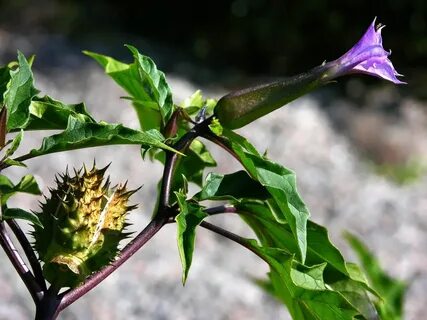 Poison plant