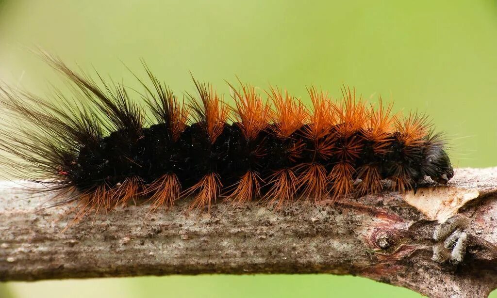 гусеница медведицы кайя ядовитая. гусеница бабочки медведица-кайя. медведица бурая бабочка и гусеница. бабочка медведица кайя и ее гусеница. Spilarctia lutea.