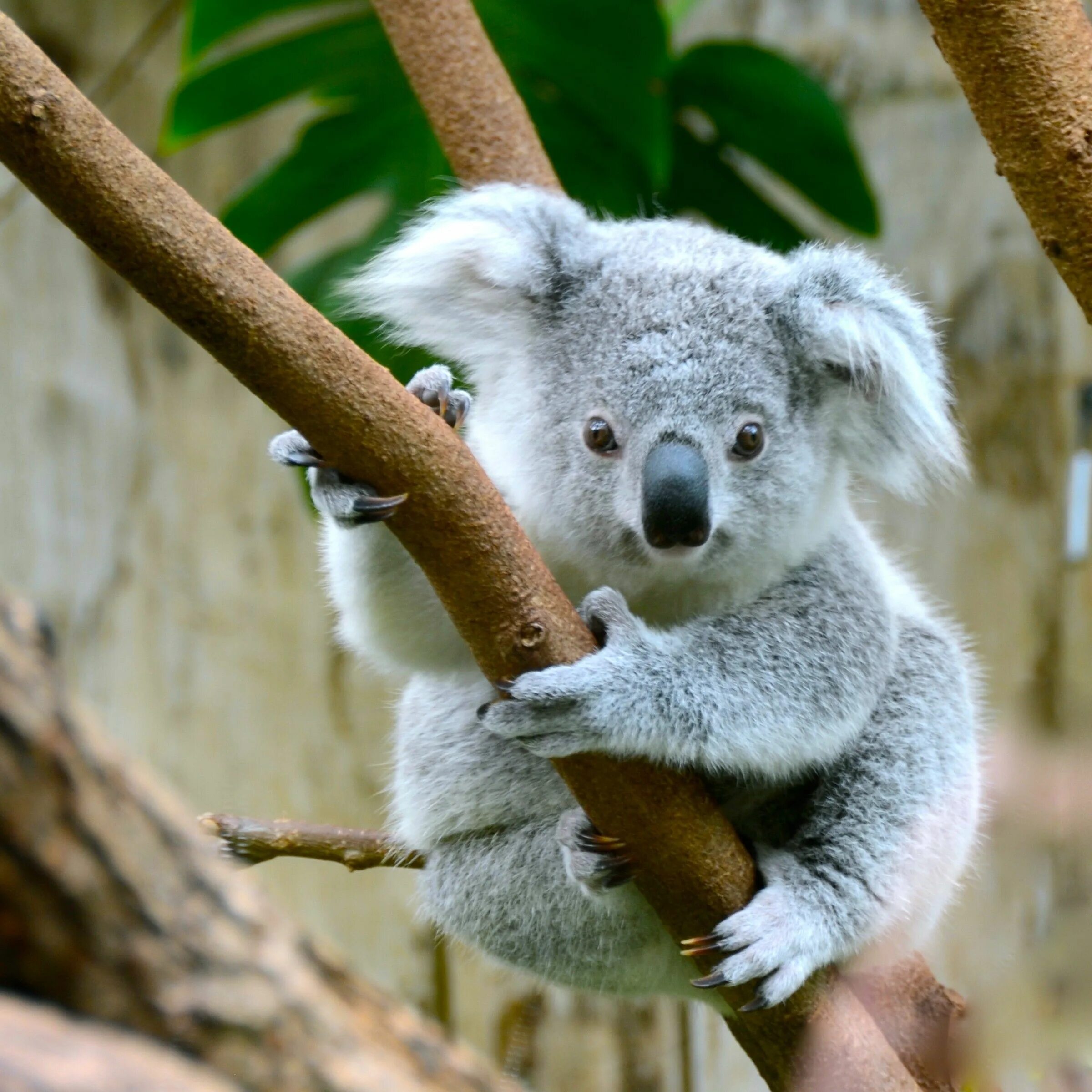 Коала с детенышем. Коала домашняя. Милые коалы. Панда и коала.