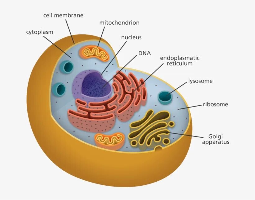 Органелла аппарат Гольджи. Рисунок комплекс Гольджи клетки. Митохондрия рнк