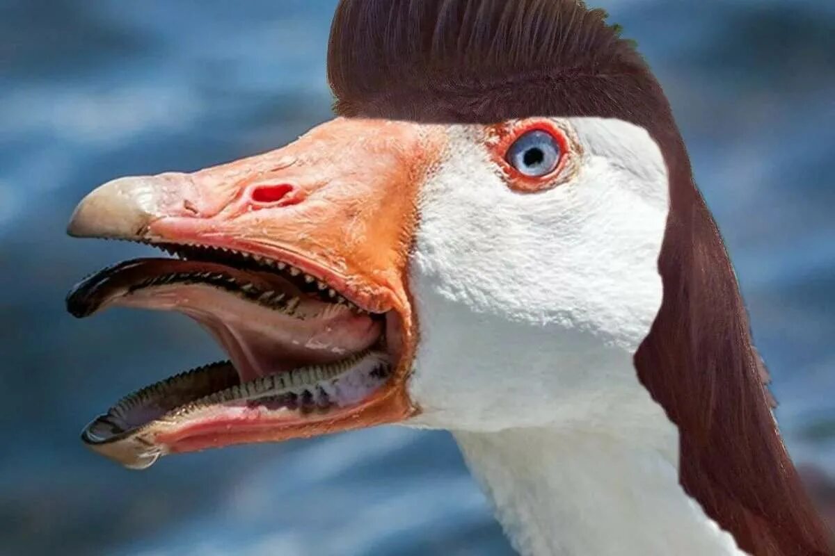 Красивый женский нос. Хищный нос. Североамериканская пума. Хищный нос. Мужчина в профиль.