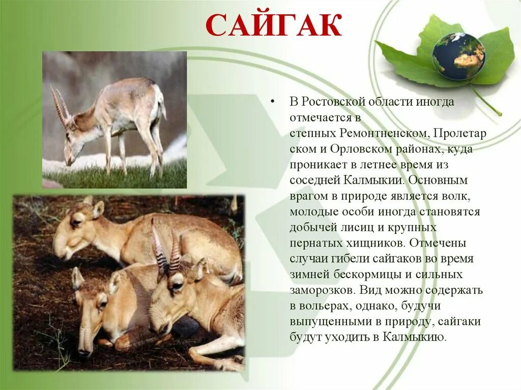 Сайгак 2. Сайгак в ростовской области красная книга. животные из красной книги. животные из красной книги ростовской области. животное красной книги ростовской области.