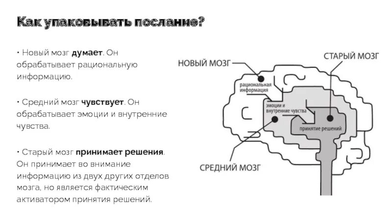 Старый новый мозг. Старый и новый мозг. Старый мозг и новый мозг. Мозг и принятие решений. Мозг думает.