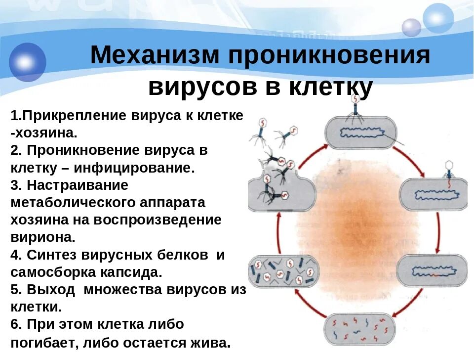 Вирусы способны к самостоятельному обмену. Механизм проникновения вируса в клетку. Как называется механизм проникновения вирусов в клетку. Схема проникновения вируса. Как называется процесс проникновения вируса в клетку.