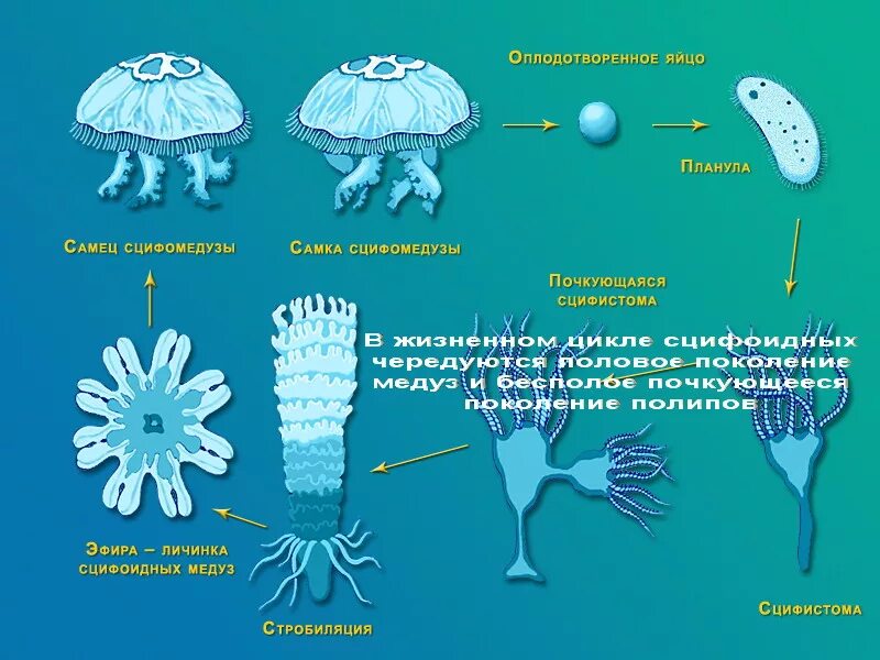 Жизненный цикл медузы Аурелии. Жизненного цикла медузы Аурелии ушастой. Жизненный цикл сцифомедузы Aurelia. Кишечнополостные Сцифоидные медузы.