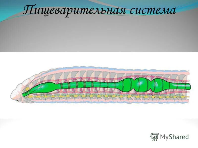 выделительная система многощетинковых
