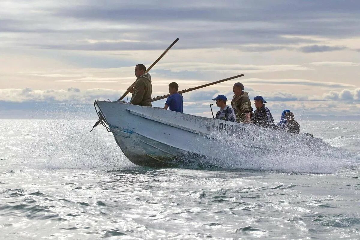 Зверобойный промысел на Чукотке. Морской зверобойный промысел. Морской зверобойный промысел народов севера. Морской зверобойный промысел чукчей. Эскимосы промысел