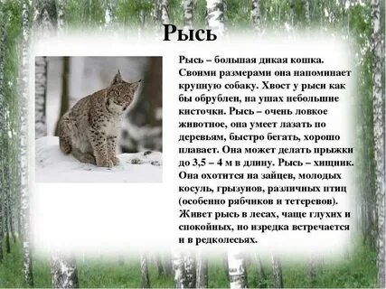 Подготовить сообщение о диких животных вашего края