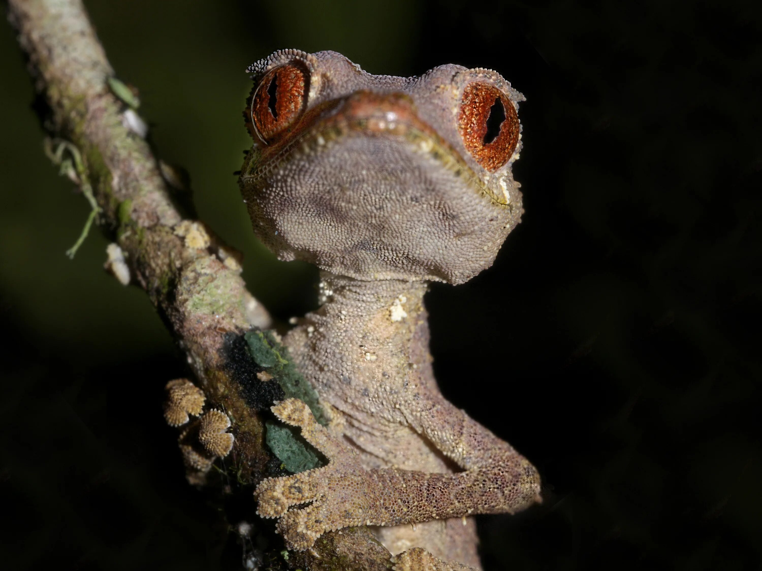 Геккон уроплятус. Uroplatus phantasticus. Листохвостый геккон. Гекконы на Бали.