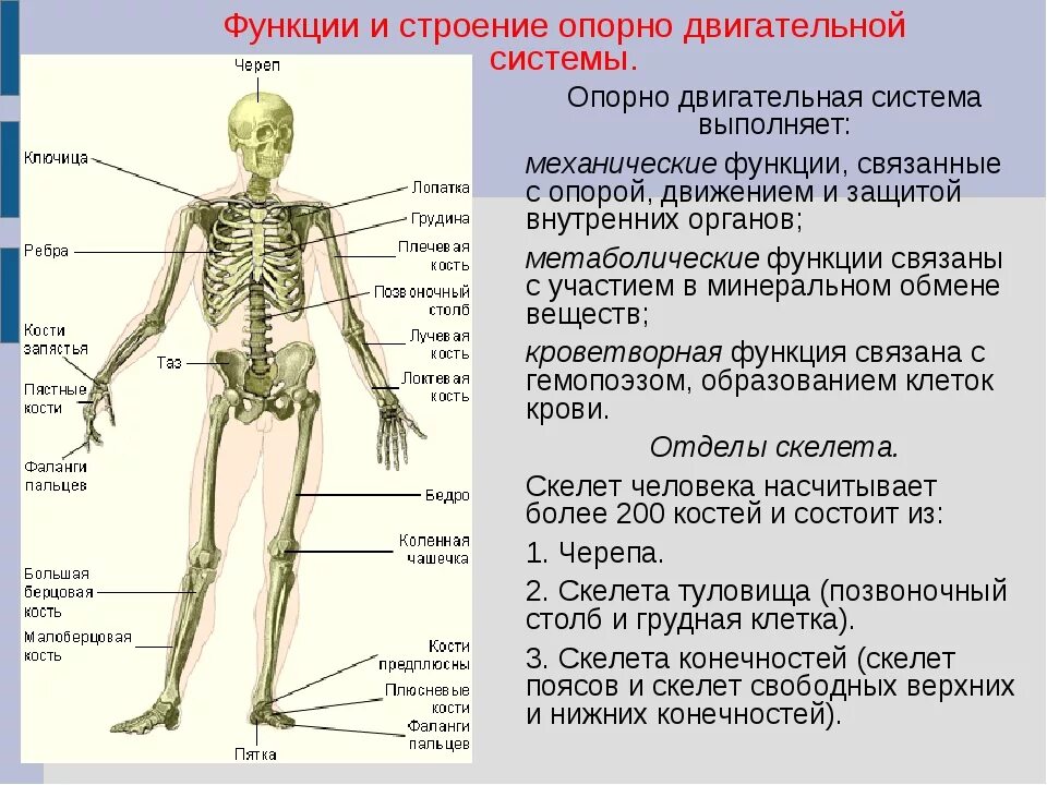 Название трех костей. Опорно двигательная система скелет человека анатомия. Опорно-двигательная система человека скелет схема. Скелет опорно двигательная система биология 8 класс. Строение скелета человека 9 класс биология.