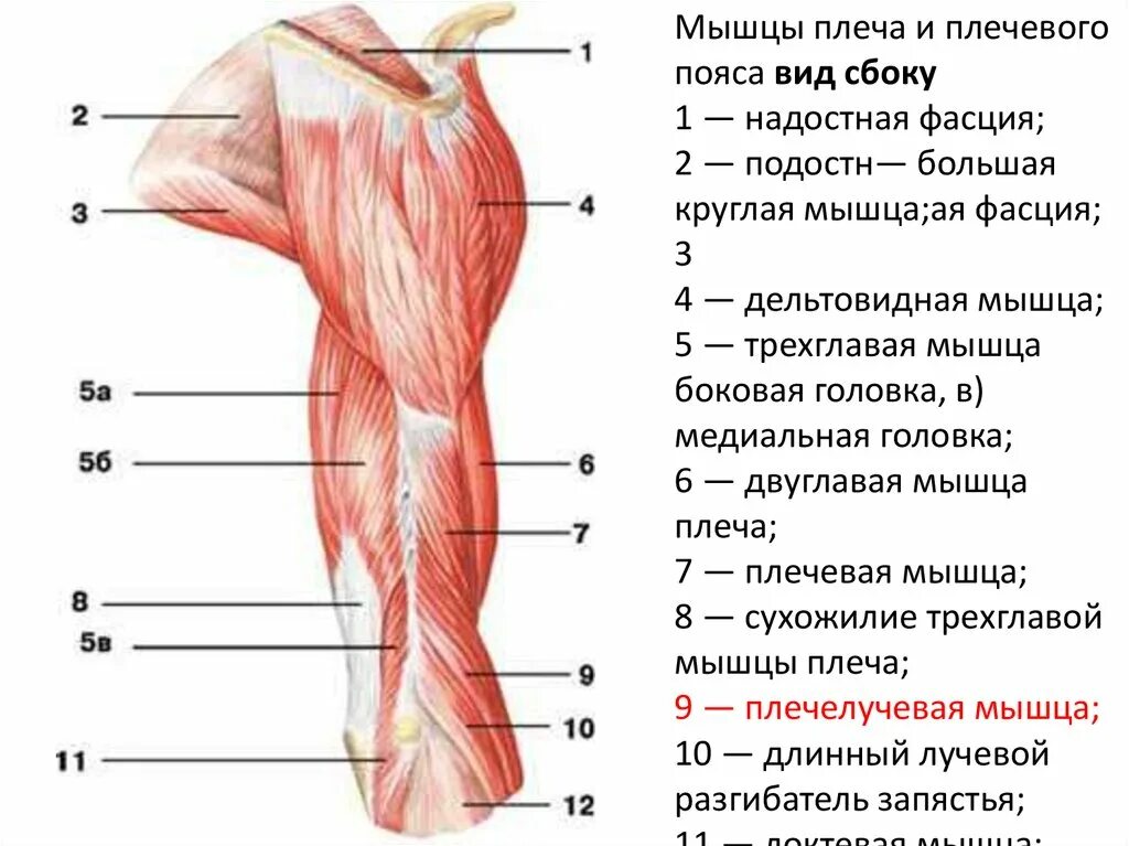 Мышца где