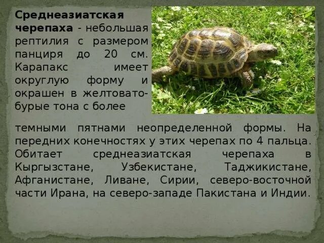 Черепаха сообщение 8 класс. Среднеазиатская сухопутная черепаха обитает. Проект Среднеазиатская сухопутная черепаха. Сухопутная Среднеазиатская черепаха красная книга. Описание черепахи.