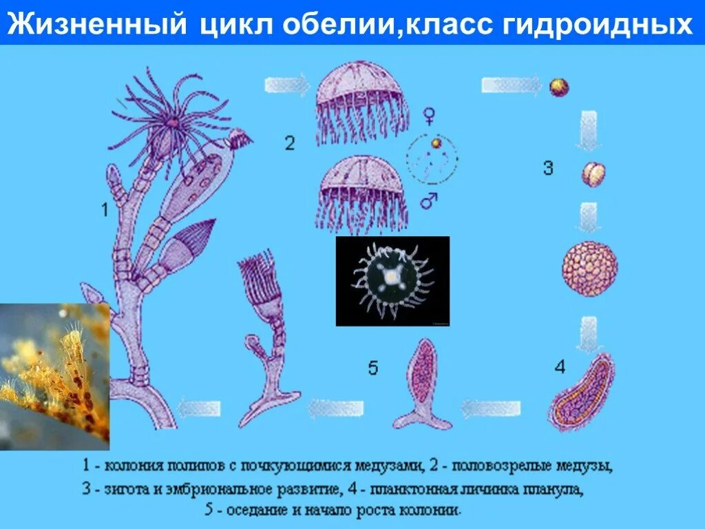 Цикл ГИДРОИДА обелии. Гидроидные жизненный цикл обелия. Цикл развития гидроидного полипа схема. Строение медузы обелии.