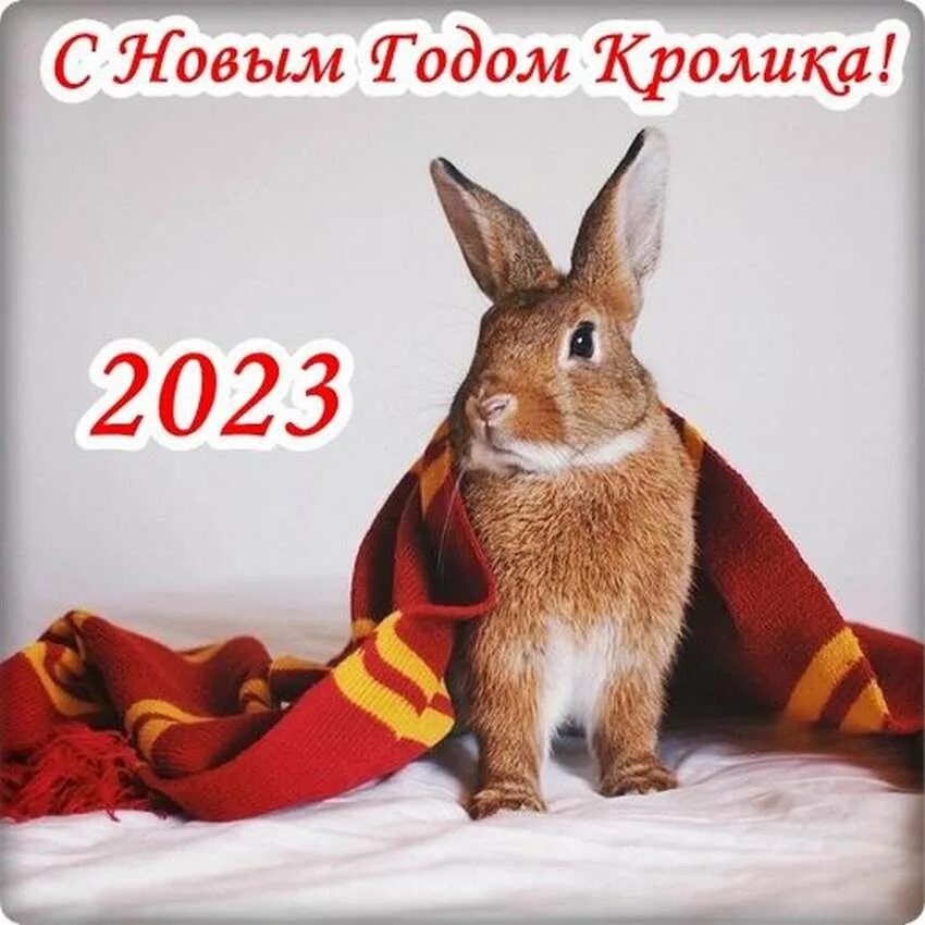 С новым годом кролика 2023. С наступающим новым годом кролика 2023. Поздравление с новым годом кролика 2023 года. Поздравление с новым годом кролика.