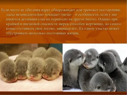 Забота ласка и опека 4 буквы
