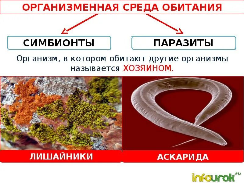 Организменная среда обитания характеристика. Организменная среда 5 класс биология. Организменная среда обитания обитатели. Представители организменной среды обитания. Организменная среда обитания симбионты.