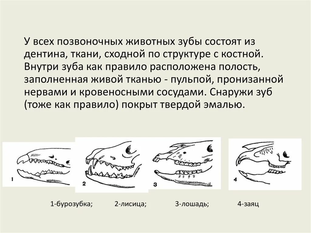 Особенности зубной системы парнокопытных. Зубные формулы отрядов млекопитающих. Зубная система млекопитающих таблица. Зубная формула хищников. Зубные формулы млекопитающих.