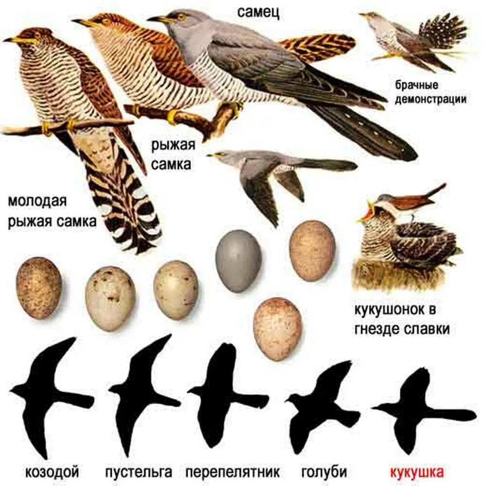 Размеры птиц сравнение. Разные виды птиц. Кукушкообразные представители. Кукушка самец и самка. Птица похожая на кукушку.