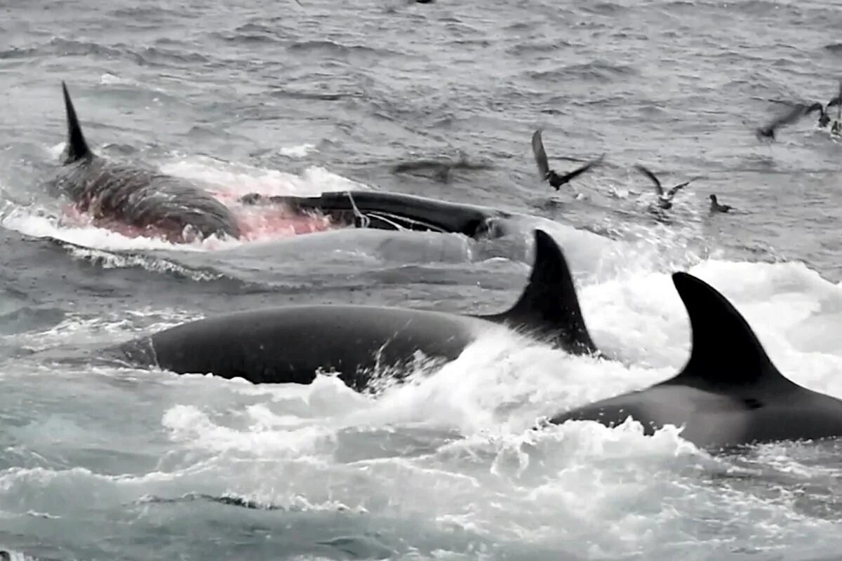 Касатка 2014. Касатка меланист. Касатка охота на кита. Китобои охота на китов. Касатки нападают на китов.