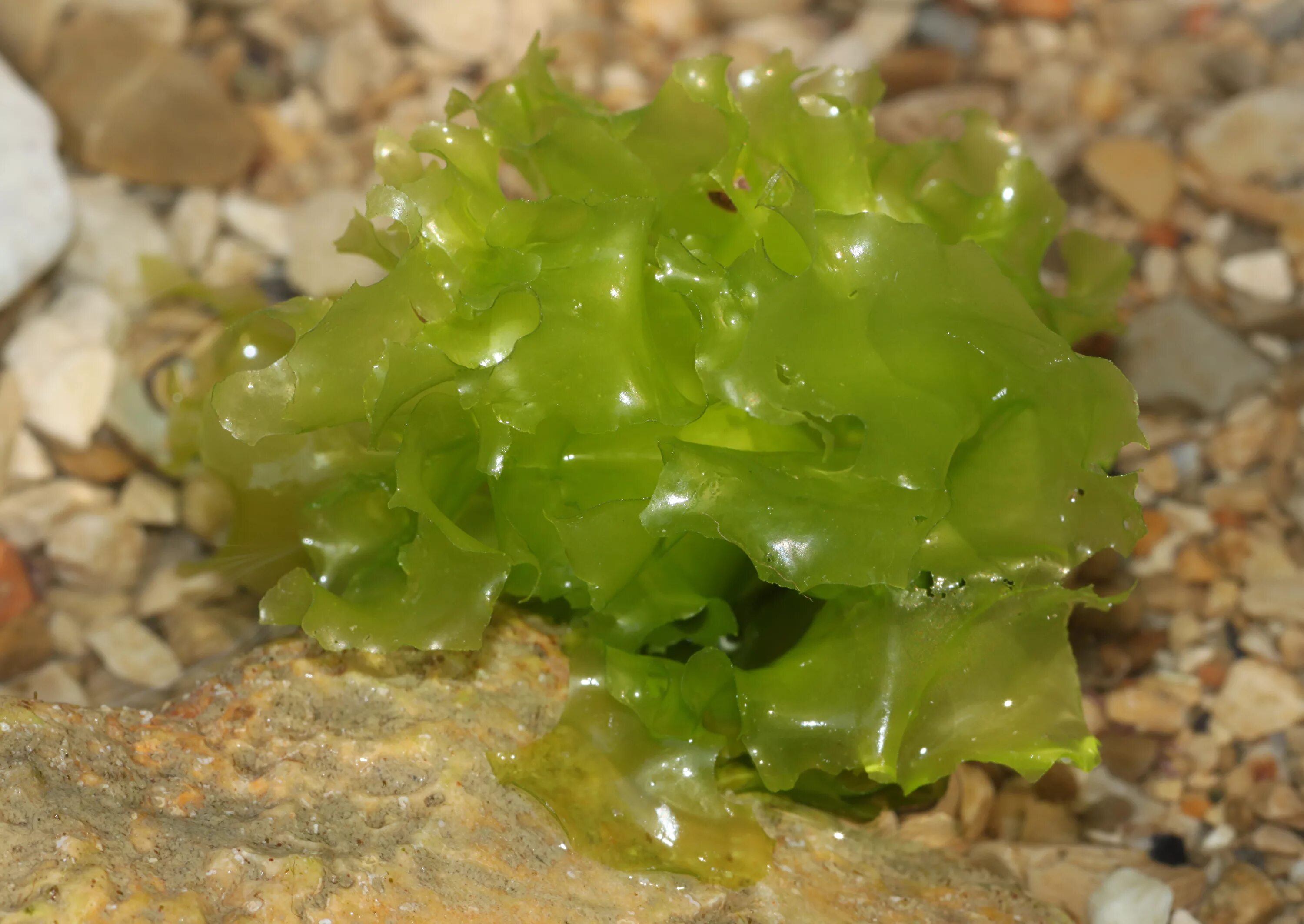 Зеленые водоросли Ульва. Ульва и ламинария. Водоросли Ulva Lactuca. Ламинария – морская капуста) Ульва.