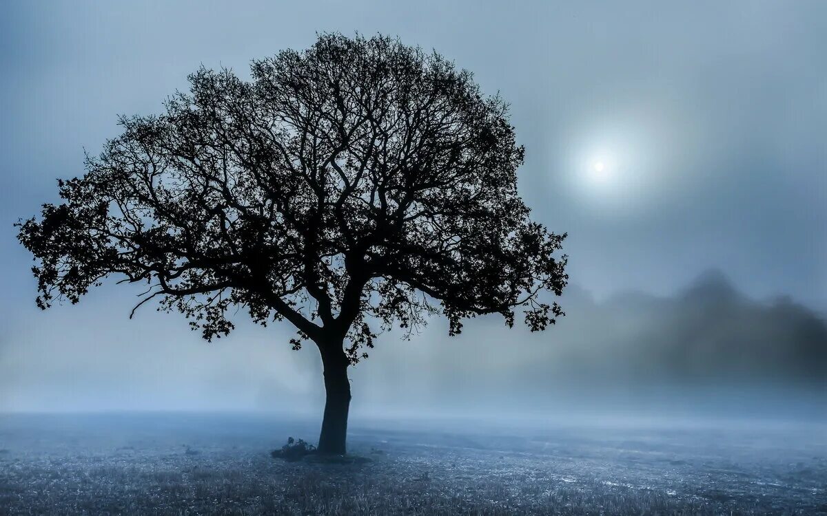 Сухое дерево. Одинокое дерево ночью. Деревья одиночества. Одинокое дерево в поле. Деревья одиночества.