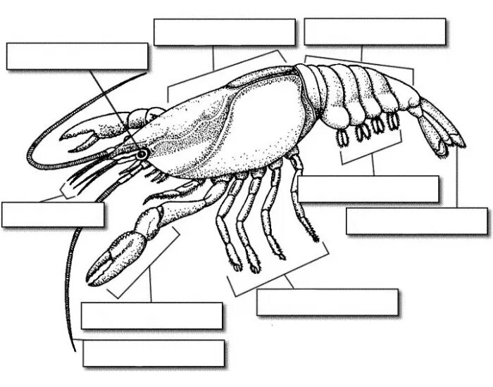 Речной рак часть. Внешнее строение ракообразных. Внешнее строение ракообразных рисунок. Внутреннее строение ракообразных 7 класс. Строение ракообразных без подписей.
