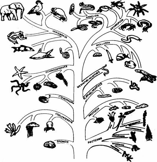 Филогенетическое дерево эволюции животных. Эволюционное Древо развития животных. Схема эволюционного древа