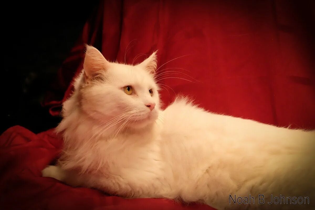 Турецкая ангора кошка. Турецкая ангора биколор. Ангорская Сибирская кошка рыжая. Рыжий турецкий ангорский кот.
